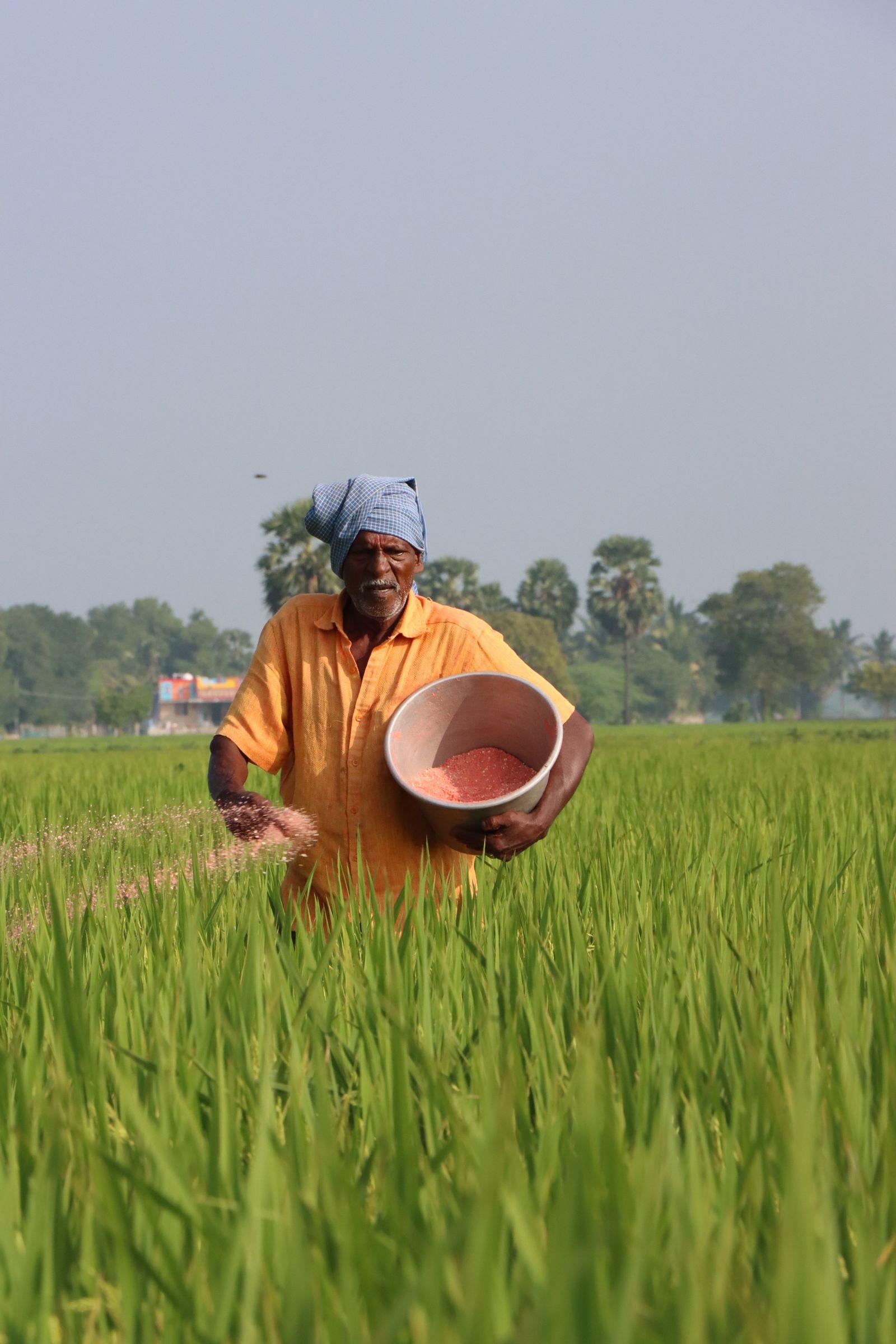 Farmer in an orange shirt spreading fertilizer in a green paddy field