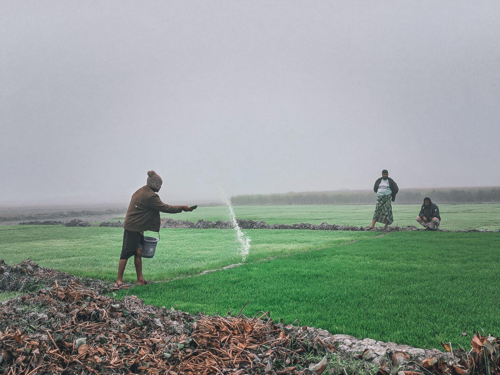 Farmer spreading fertilizer by hand on a green crop field in morning mist