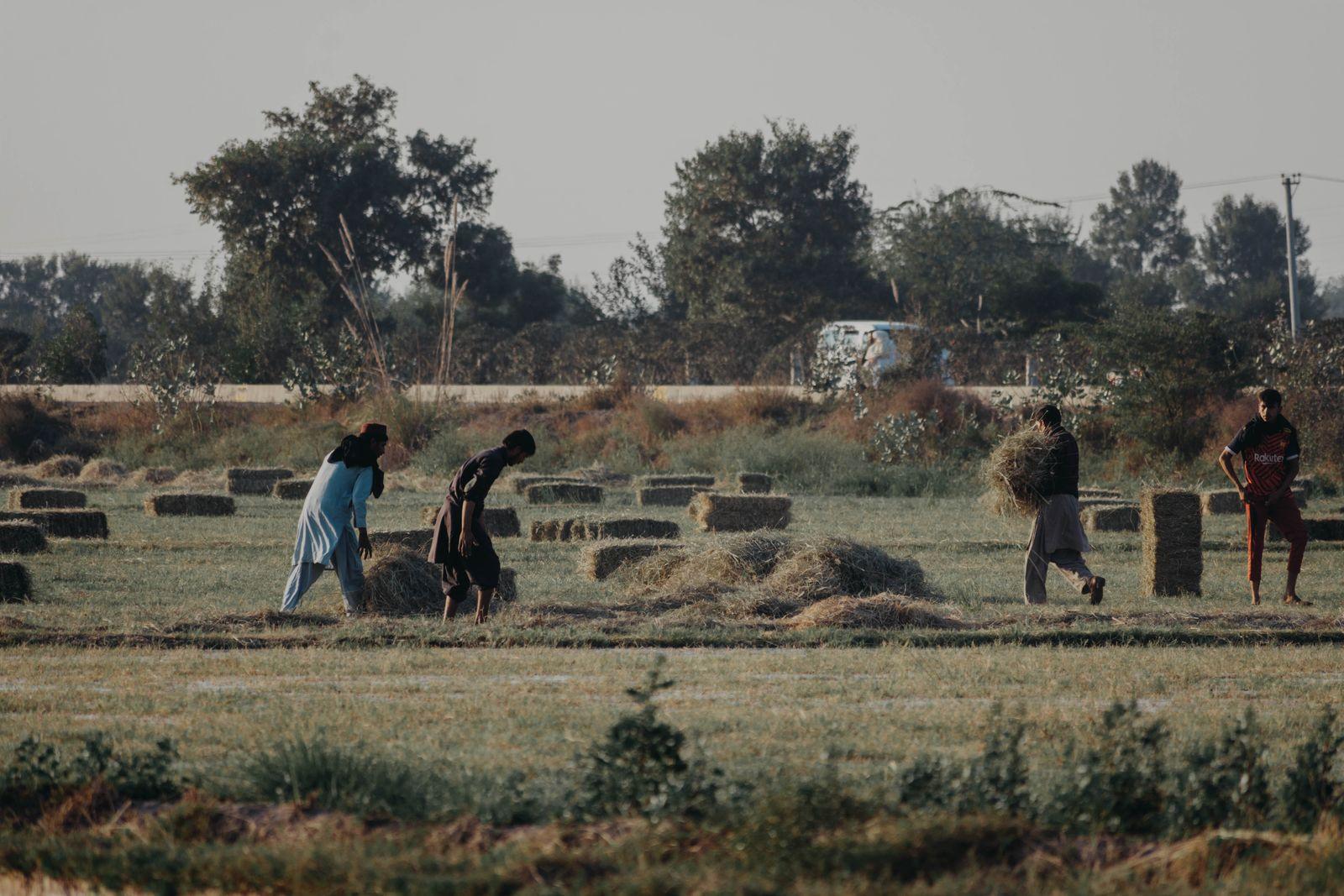 Farmers working together in a field in Punjab at the end of the day